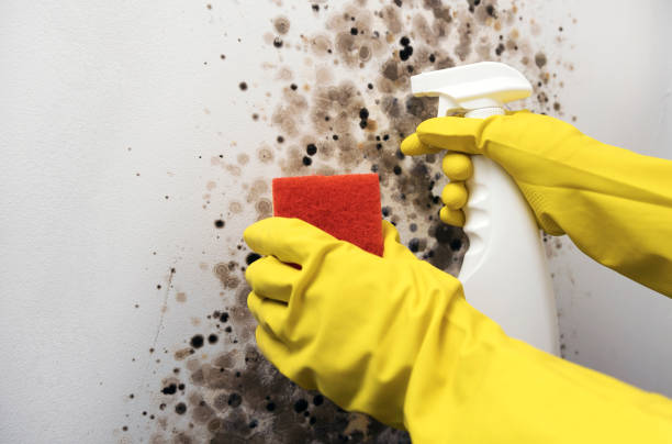 Best Attic Mold Remediation in Chinook, MT