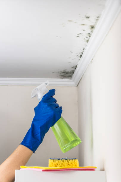 Best Bathroom Mold Remediation in Chinook, MT