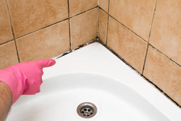 Best Emergency Mold Remediation in Chinook, MT